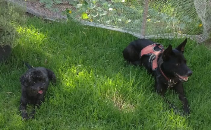 Should your dog go vegan?