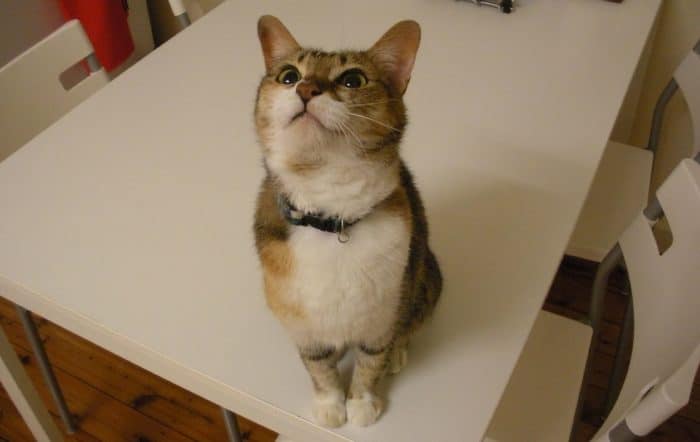 Is it safe for cats to be vegan?