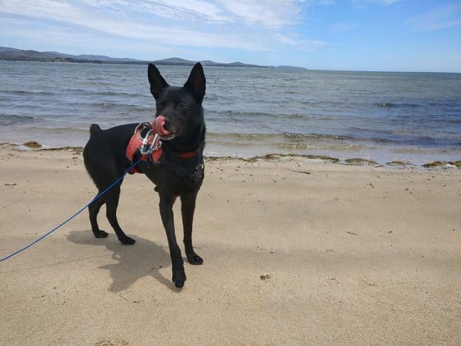 Dispelling the Misinformation of Vegan Pet Food