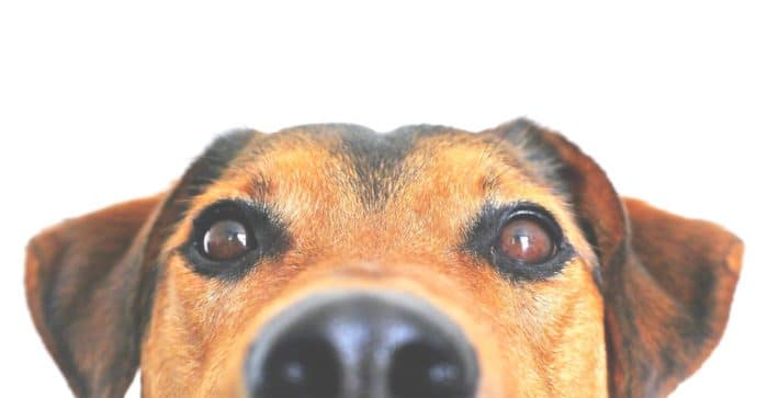 Is Vegan Dog Food Unfair for Dogs?