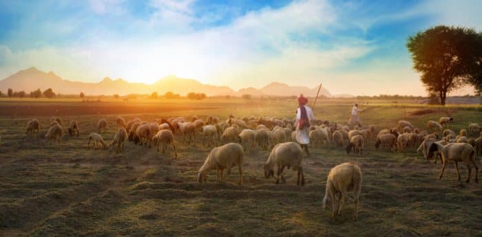 The Environmental Impact of Meat-Based Pet Food