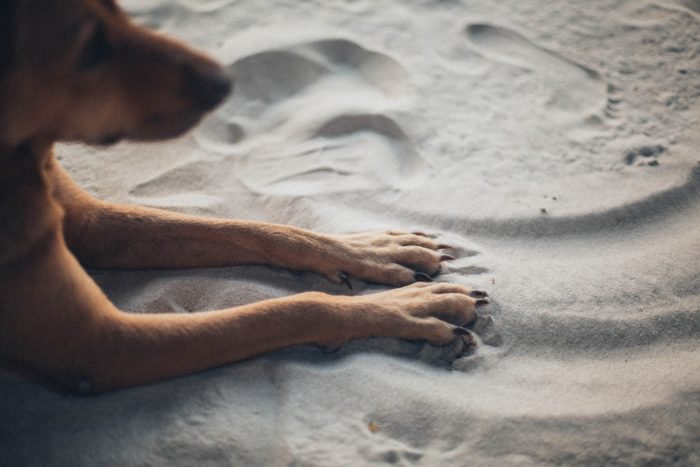 5 Things You Can Do to Reduce Your Dog’s Ecological Footprint