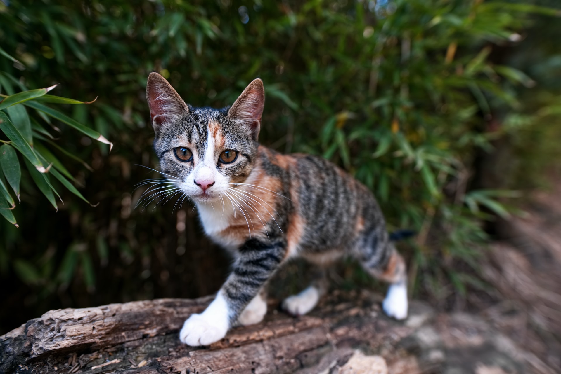 The Ecological Damage Of Cats Why Keeping Your Cat Indoors Is Better