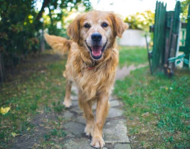 Pros and Cons of a Vegan Diet for Dogs
